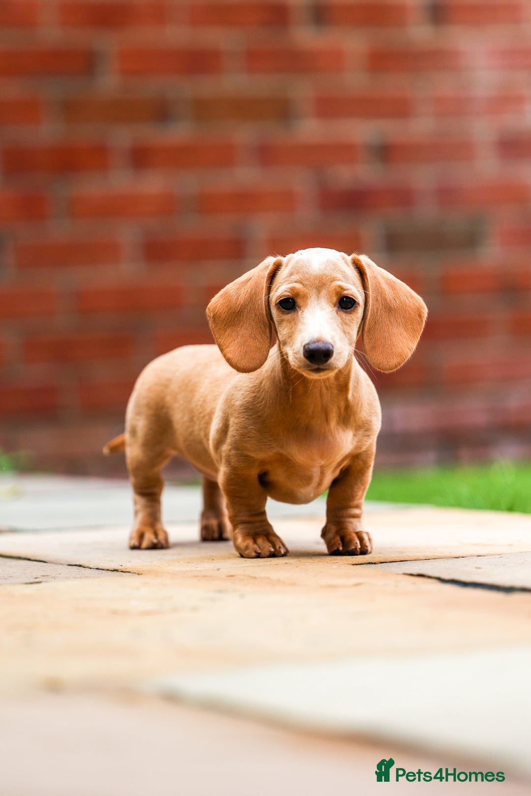 Miniature Dachshund dogs for sale: Miniature cream dachshund - Image 16