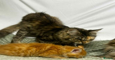 Maine Coon cats - Advert 10