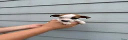 Jack Russell dogs for sale: Jack Russell Puppies - Advert 11