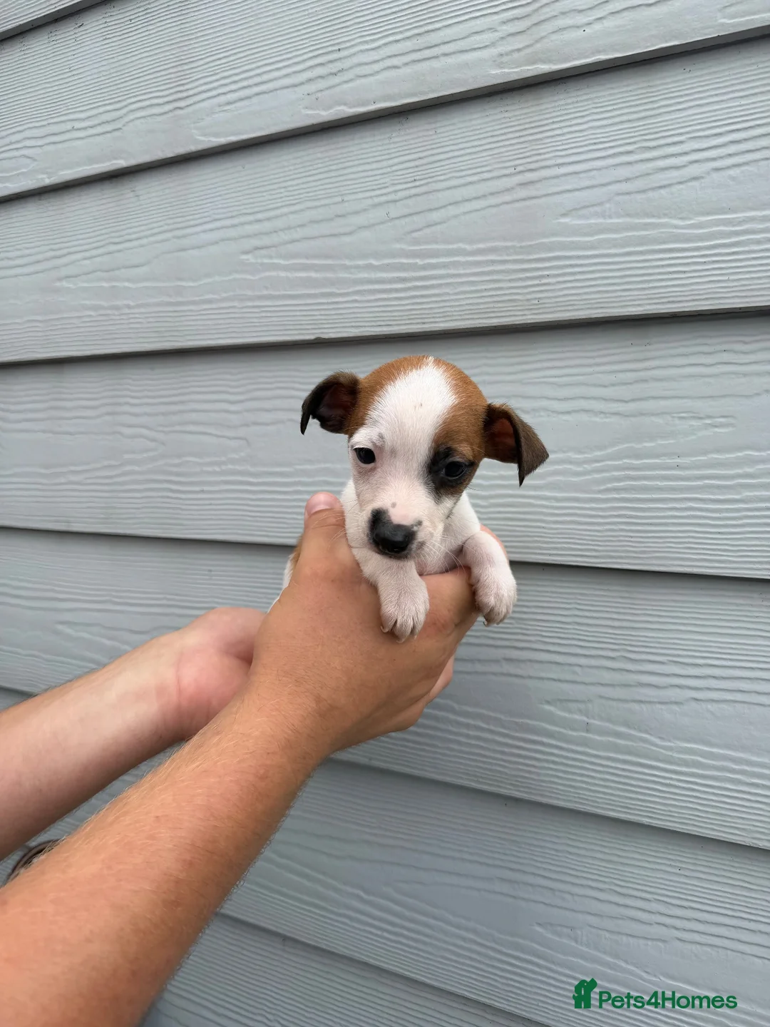 Jack Russell dogs for sale: Jack Russell Puppies - Advert 11