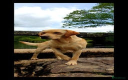 Labrador Retriever dogs for stud: Outstanding Proven KC Yellow Labrador Stud - Image 3