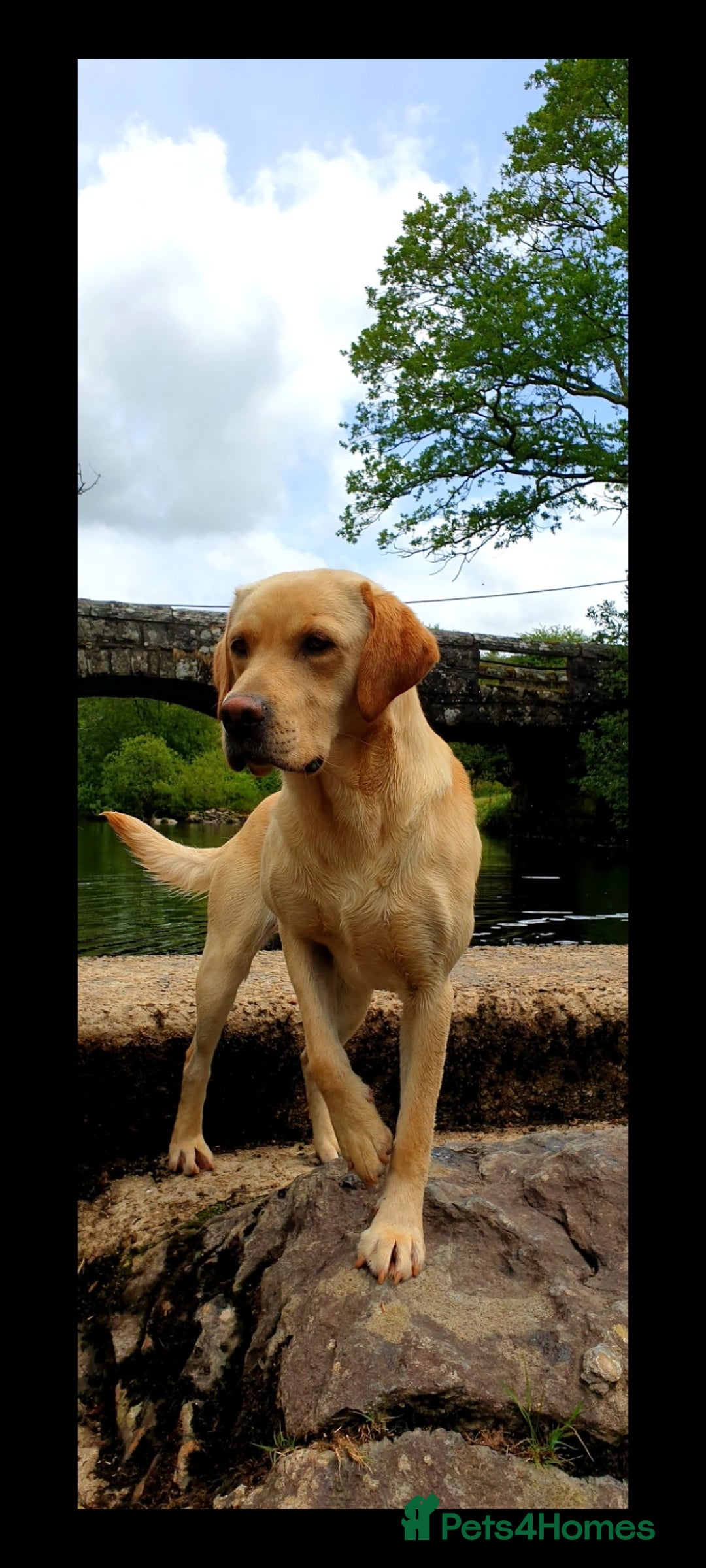 Labrador Retriever dogs for stud: Outstanding Proven KC Yellow Labrador Stud - Image 3
