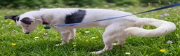 Mixed Breed dogs for sale: Bella is a Smart, Energetic Companion - Advert 2