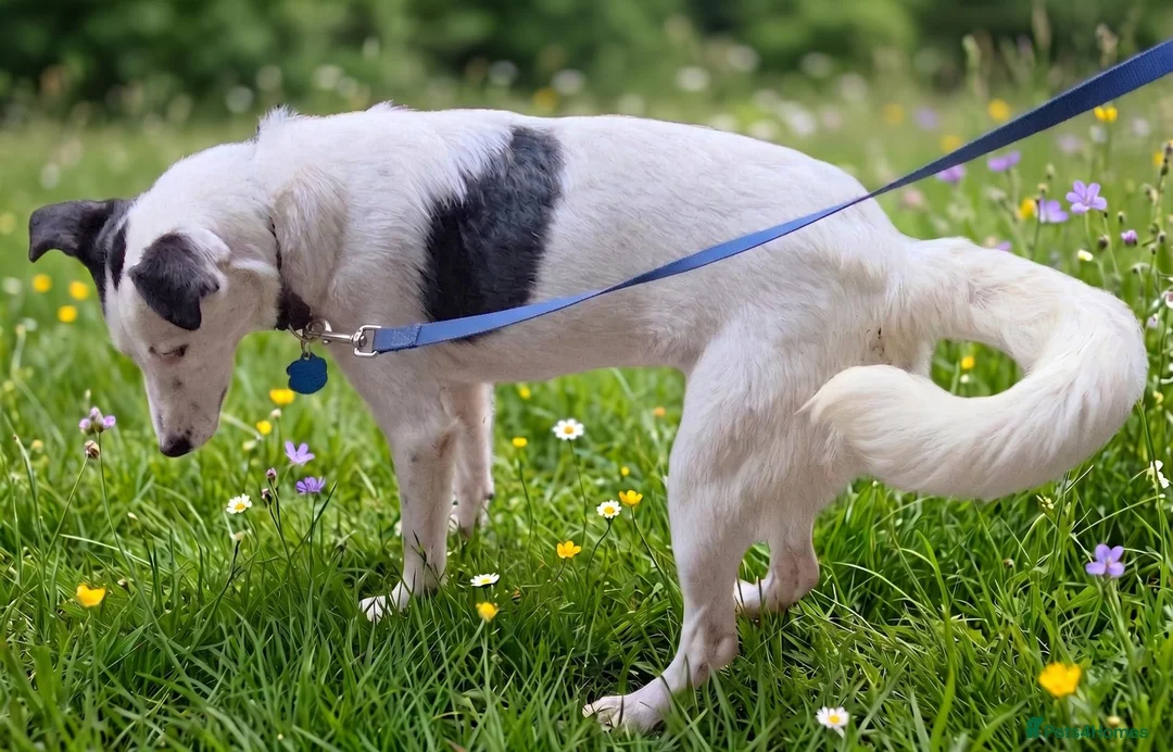 Mixed Breed dogs for sale: Bella is a Smart, Energetic Companion - Advert 2