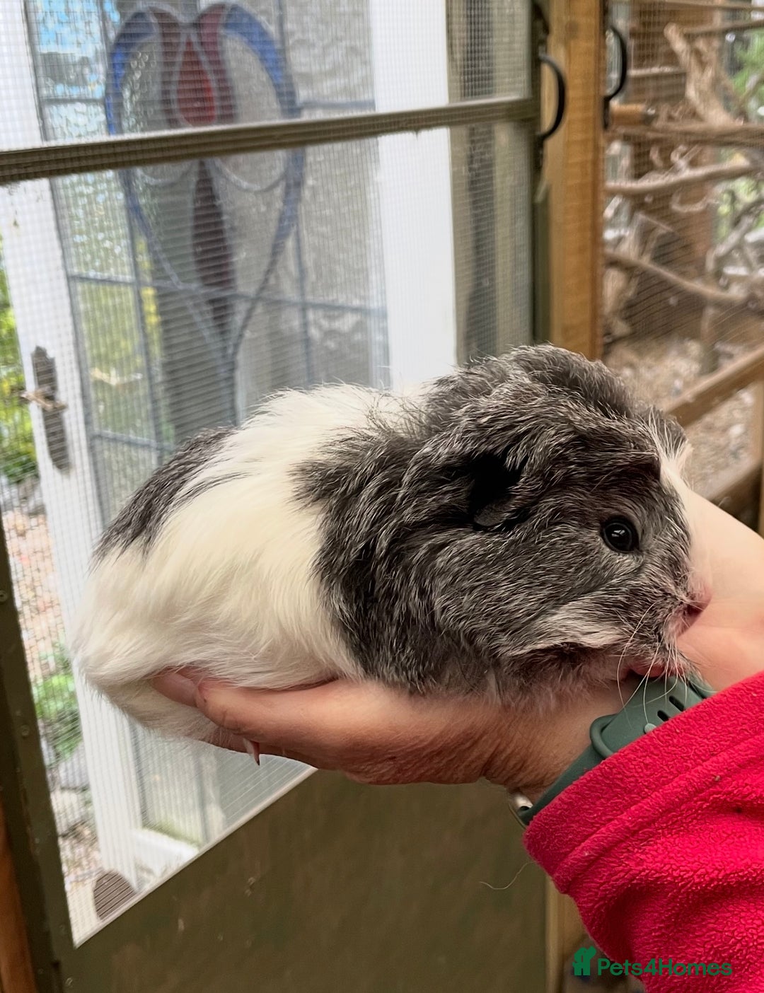 Guinea Pig rodents for sale: Stunning baby guinea pig  - Image 2