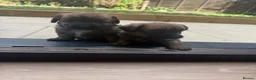Jackapoo dogs for sale: Beautiful litter of f1 jackapoo puppies  - Advert 13
