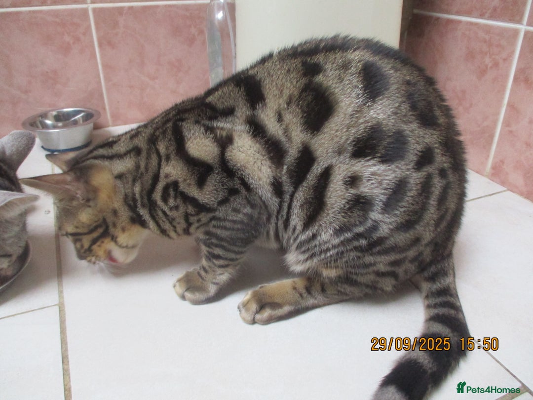 Bengal cats for sale: pedigree male bengals - Image 22