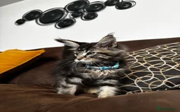 Maine Coon cats for sale: Soft-coat Maine Coons - Image 4
