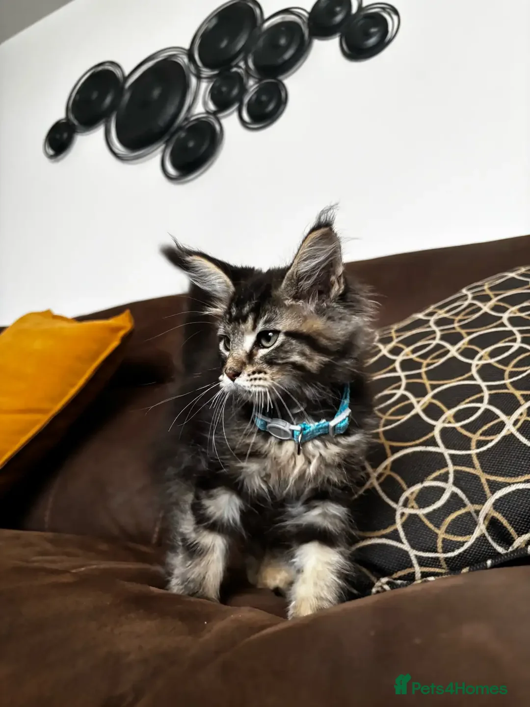 Maine Coon cats for sale: Soft-coat Maine Coons - Image 4