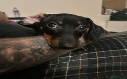 Miniature Dachshund dogs for sale: Miniature dachshunds for sale - ready to go now  - Image 4