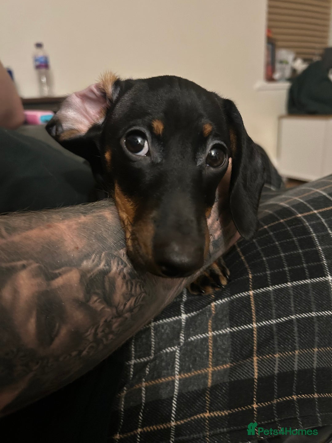 Miniature Dachshund dogs for sale: Miniature dachshunds for sale - ready to go now  - Image 4