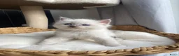 Ragdoll cats for sale: Beautiful Ragdolls😻 READY IN 2 WEEKS 😻 - Advert 3