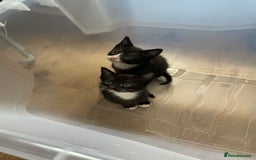 Siamese cats for sale: Siamese mix ragamuffin kittens  - Image 3