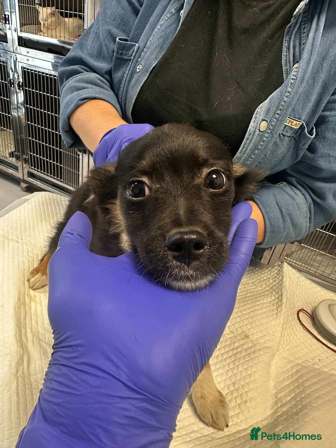 Mixed Breed dogs for adoption: 🪻Hermione🪻for adoption, fostered in OXFORD - Image 9