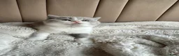 British Shorthair cats for sale: British Short Hair kittens GCCF REG - Advert 11
