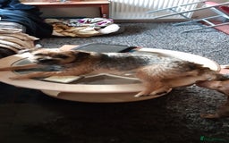 Border Terrier dogs for sale: Border Terrier Bitch - Image 1