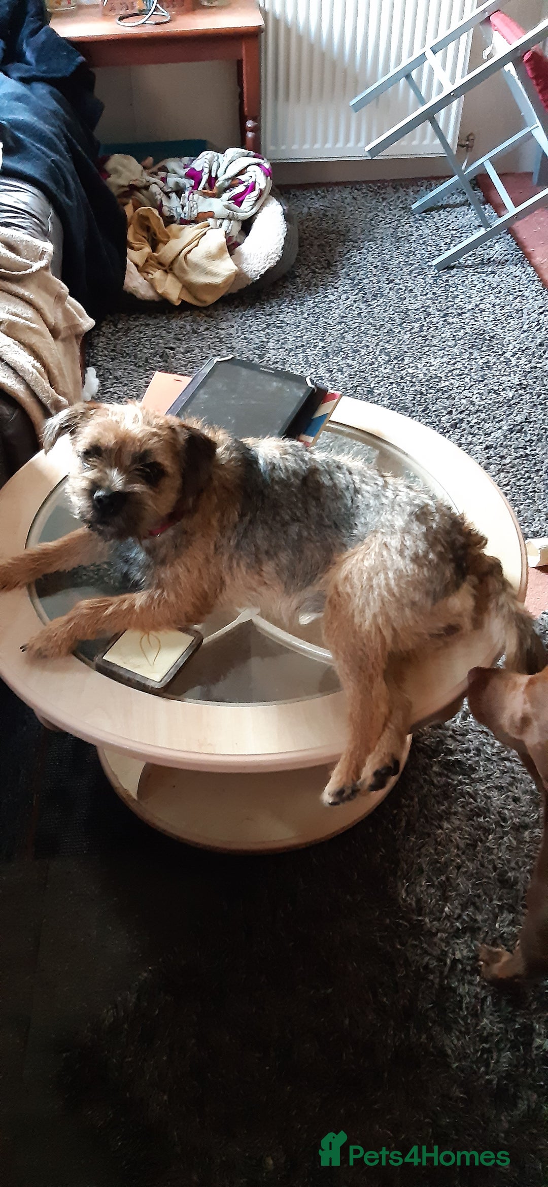 Border Terrier dogs for sale: Border Terrier Bitch - Image 1