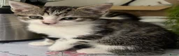 Mixed Breed cats for sale: 6 Lovely kittens for sale  - Advert 1