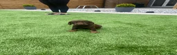 Cocker Spaniel dogs for sale: Working cocker spaniel pups  in Stockton-on-Tees - Advert 11