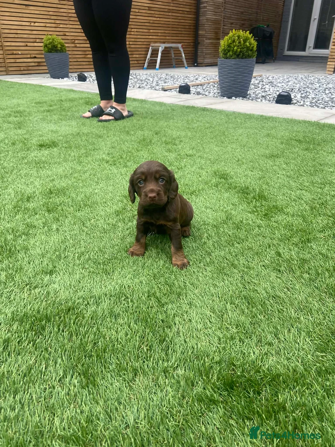 Cocker Spaniel dogs for sale: Working cocker spaniel pups  in Stockton-on-Tees - Advert 11