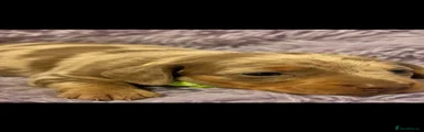 Miniature Dachshund 5
