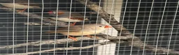 Finches birds for sale: Zebra Finches - 3 couples - Advert 9