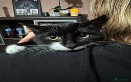 Mixed Breed cats for sale: For free 3 females kittens  - Advert 1