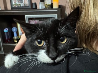 Mixed Breed cats For free 3 females kittens - Advert 1