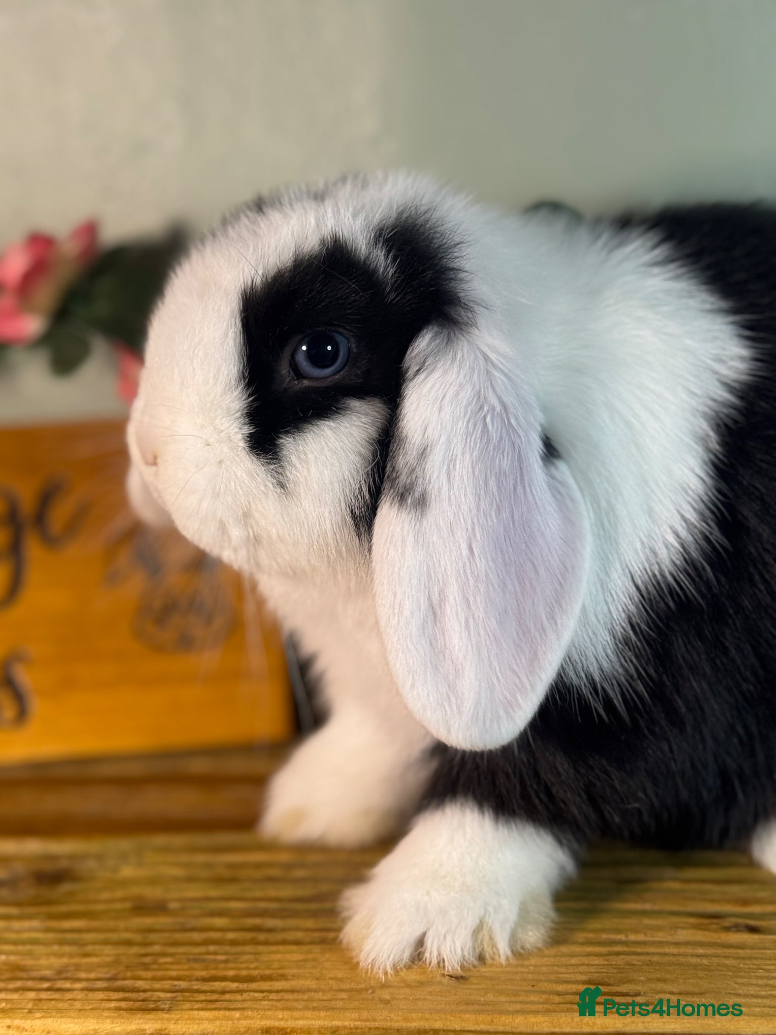 Mini Lop rabbits Gorgeous, friendly *vaccinated* pure mini lops - Advert 2