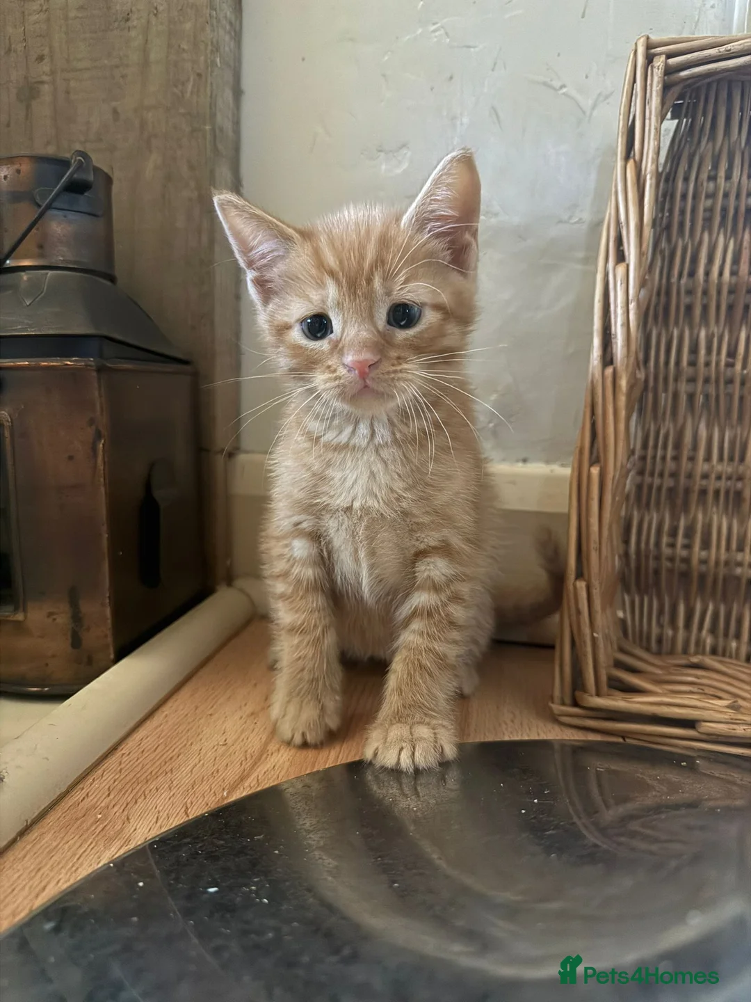 Mixed Breed cats for sale: Mixed breed kittens in Uckfield - Advert 7