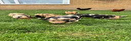 Pig livestock for sale: Gorgeous kunekune gilt for sale.  - Advert 5