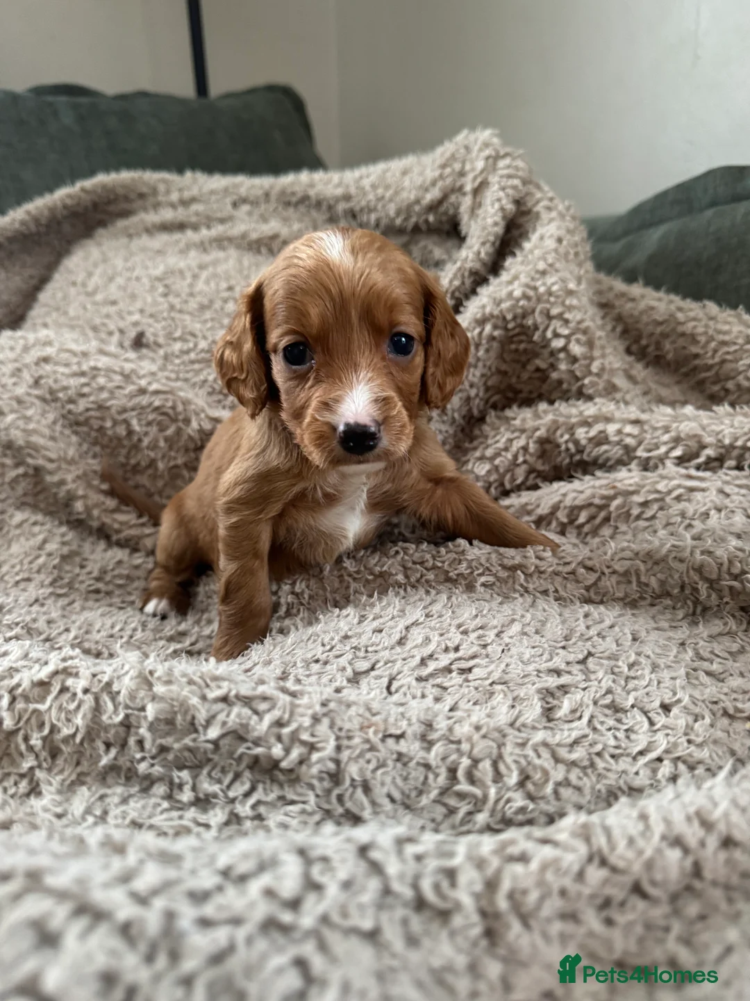 Cockapoo dogs for sale: 8x beautiful f2 cockapoos  in Wrexham - Advert 2