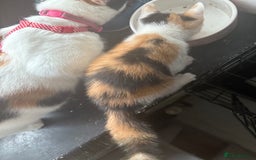 Mixed Breed cats for sale: Only 3 kittens left! - Image 28