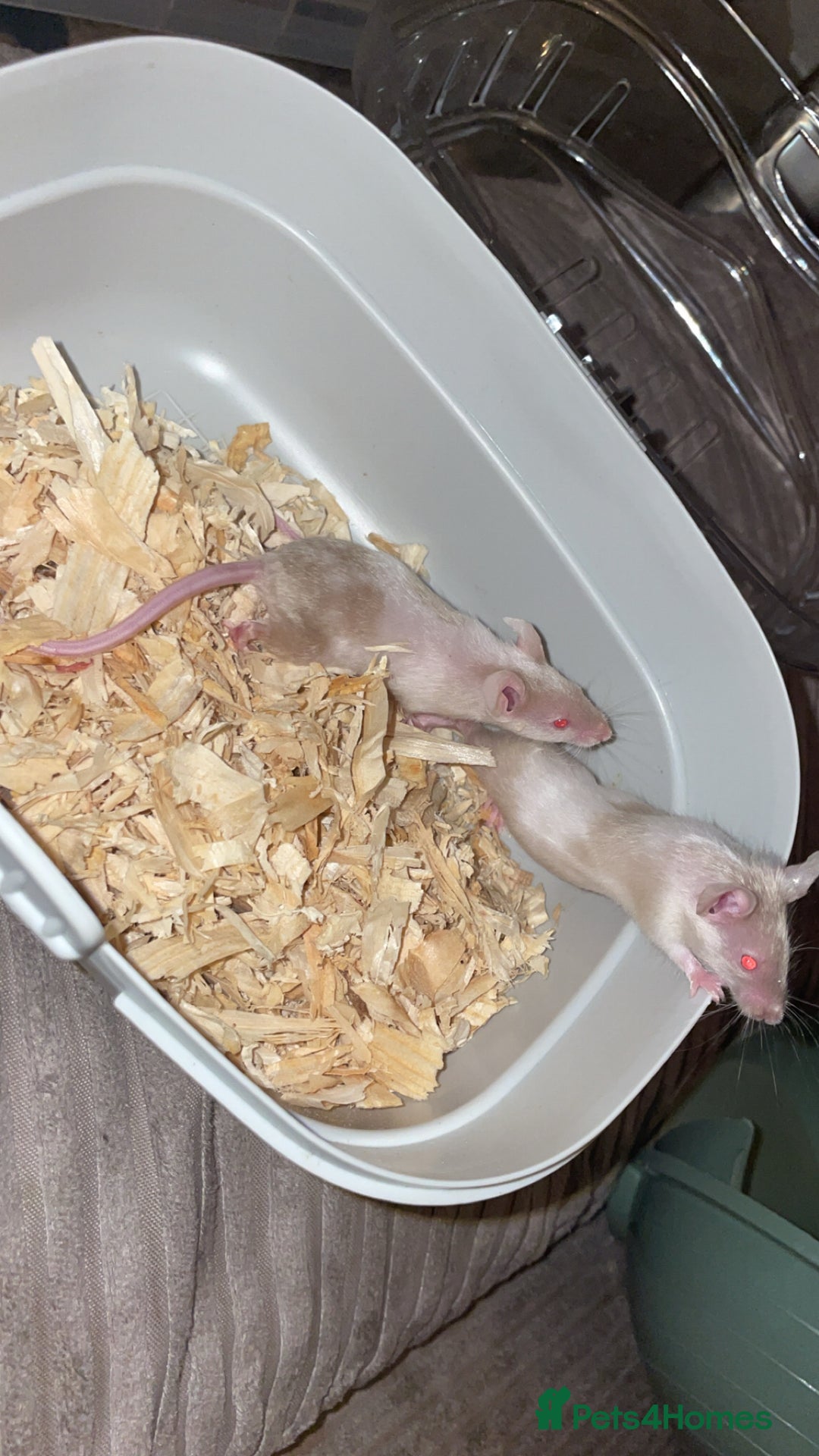 Mouse rodents for sale: Female baby mice.  - Advert 5