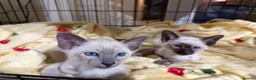 Siamese cats for sale: Siamese kittens  - Advert 18