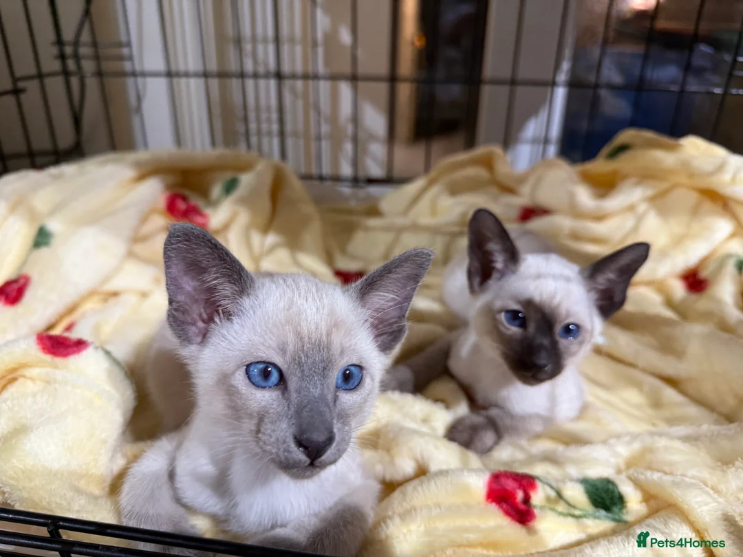 Siamese cats for sale: Siamese kittens  - Advert 18