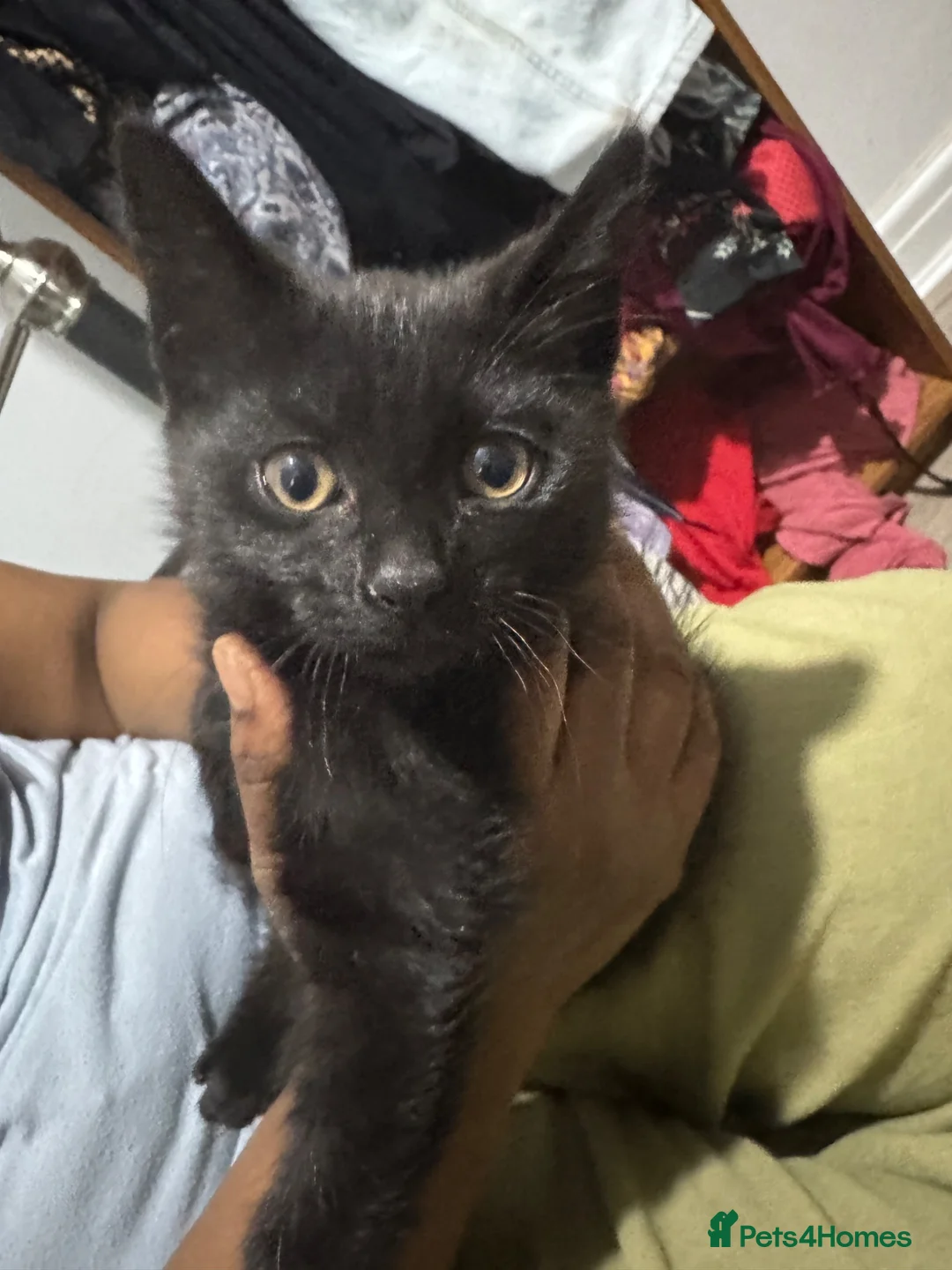 Mixed Breed cats for sale: Kitten for sale - Advert 1