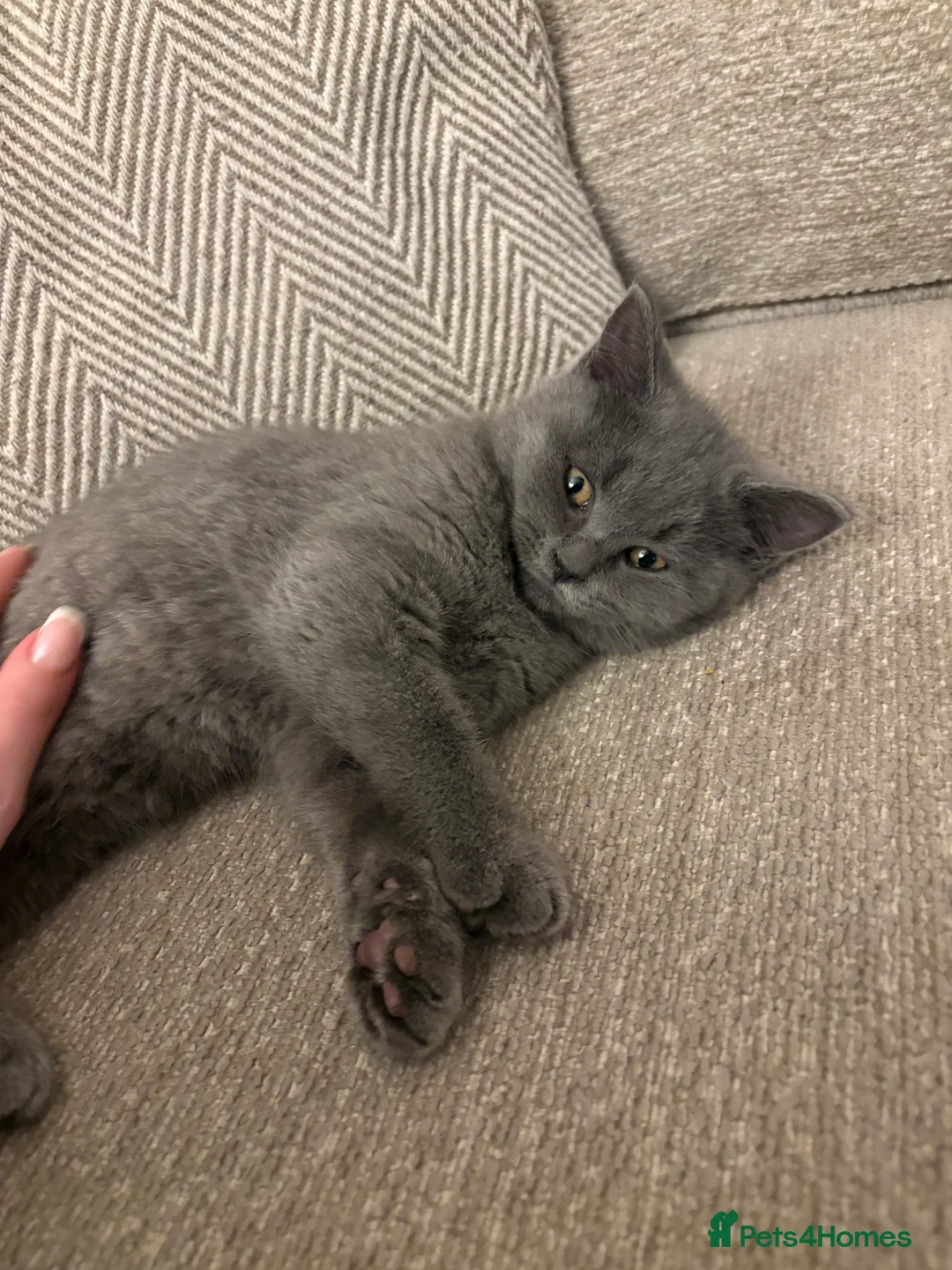 British Shorthair cats for sale: British Shorthair Kitten - Advert 2