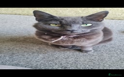 Mixed Breed rabbits for sale: Gorgeous female grey cat - Image 2