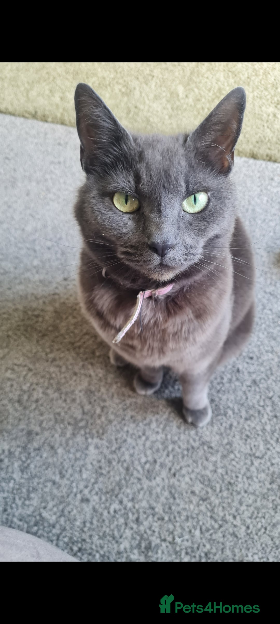 Mixed Breed rabbits for sale: Gorgeous female grey cat - Image 2