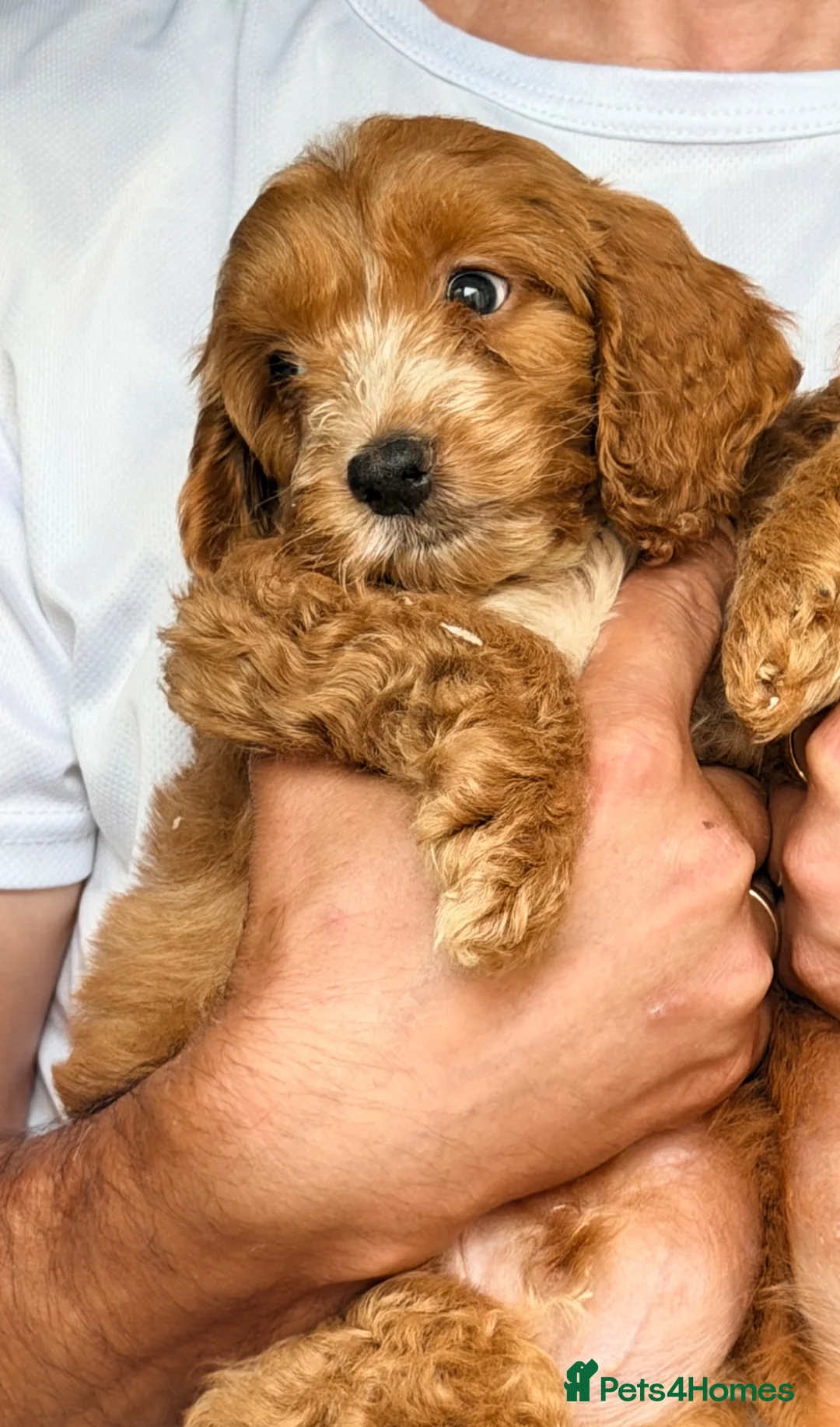 Cockapoo dogs for sale: F1 Cockapoo Pups Ready to go if you are Ready  - Advert 13