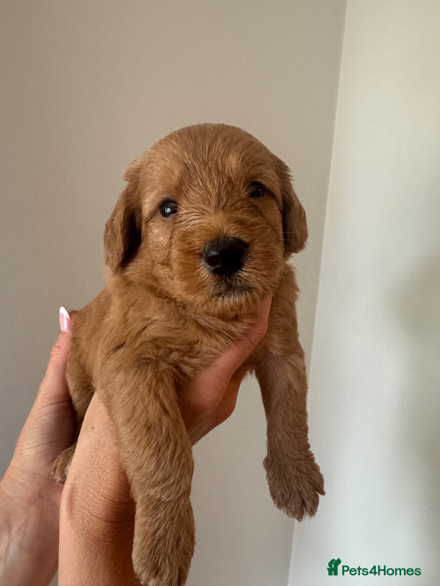Labradoodle dogs ❤️ Beautiful Red F1b Labradoodle Puppies ❤️ - Advert 1