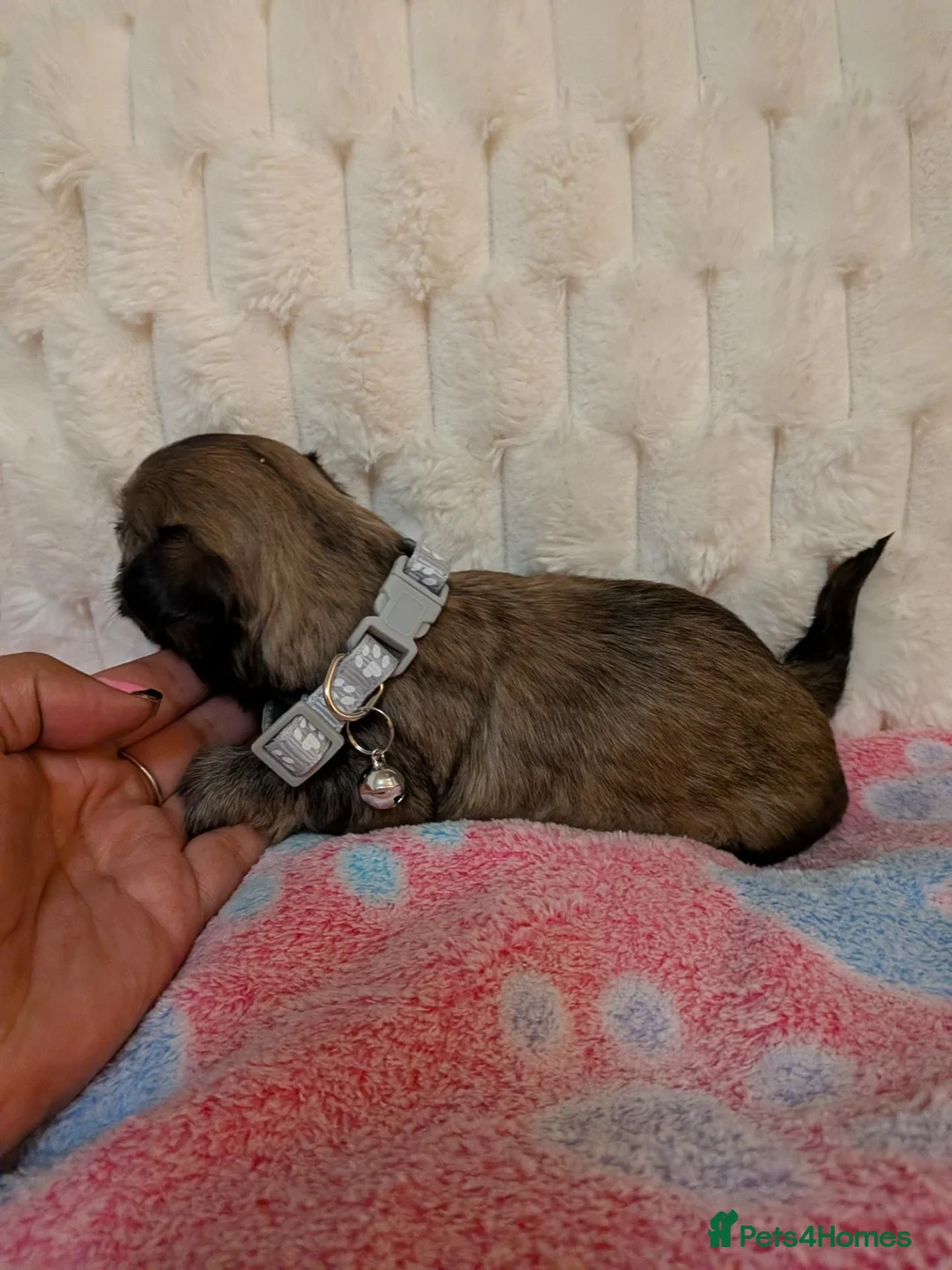 Lhasa Apso dogs for sale: Beautiful Lhasa puppies 6 available  - Advert 28