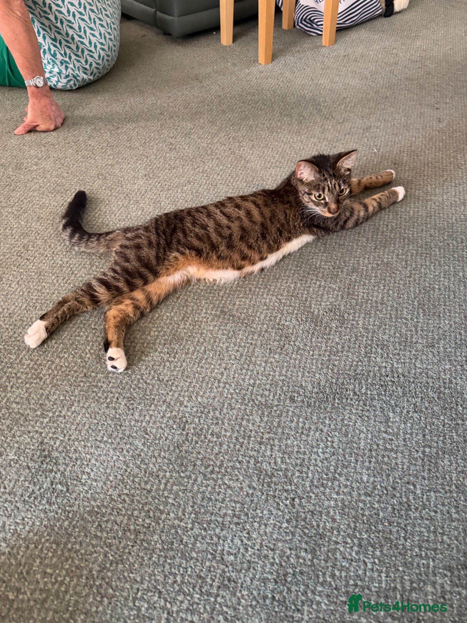 Mixed Breed cats 1 year old female cat for rehoming  - Advert 1