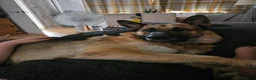 German Shepherd dogs for sale: Male German shepherd 2 years 4 months  in Oswestry - Advert 2