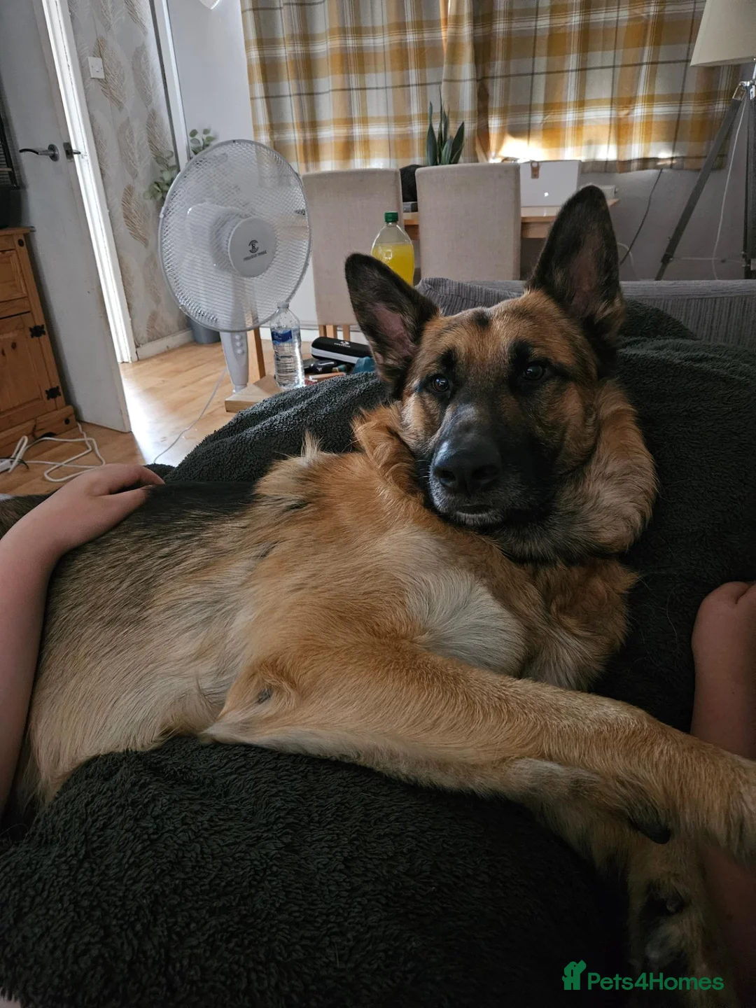 German Shepherd dogs for sale: Male German shepherd 2 years 4 months  in Oswestry - Advert 2