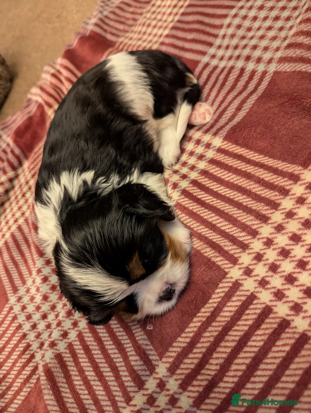 Cavalier King Charles Spaniel dogs for sale: Cavalier King Charles Spaniels KC Reg  - Advert 12