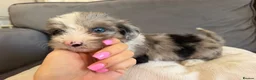Yorkiepoo dogs for sale: Yorkiepoos for sale in Sevenoaks - Advert 2