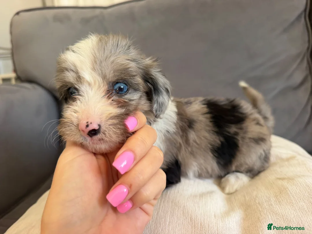 Yorkiepoo dogs for sale: Yorkiepoos for sale in Sevenoaks - Advert 2