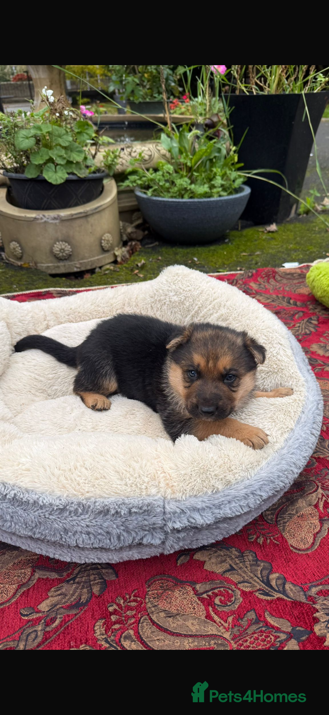 German Shepherd dogs for sale: CUTE golden/black German Shepherd puppies for sale - Advert 3